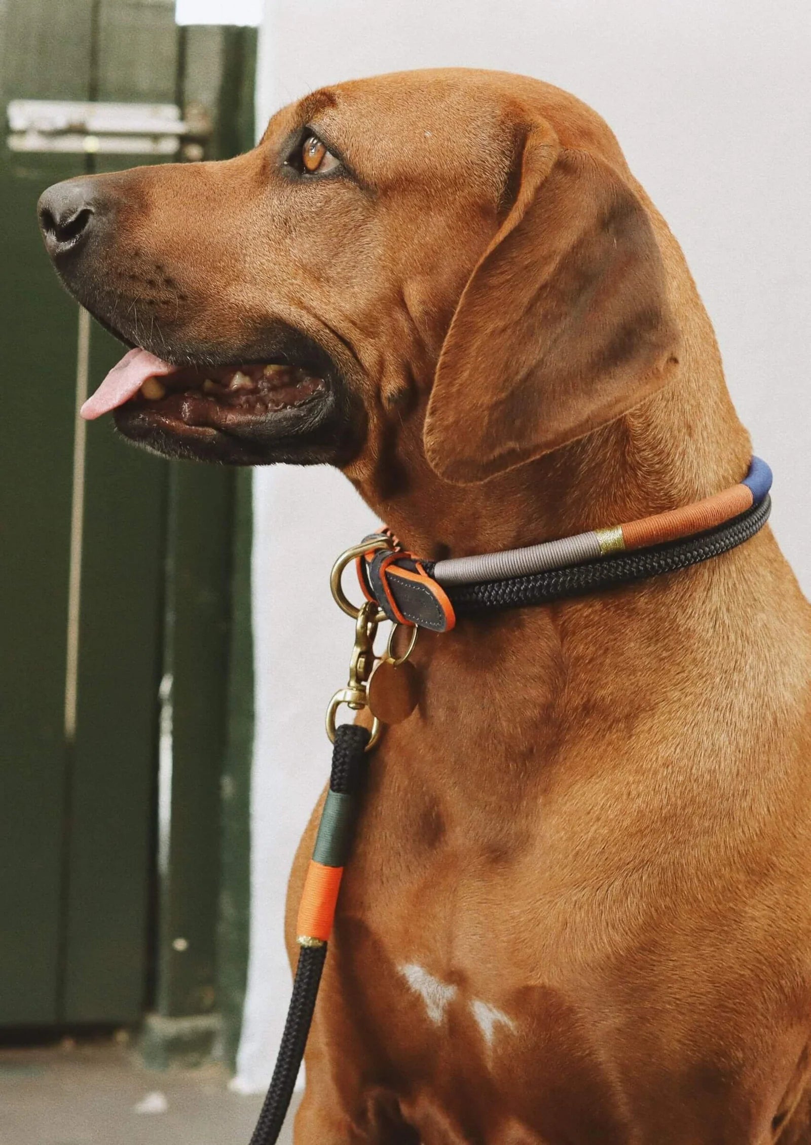 ADJUSTABLE DOG COLLAR blue bobo on navy