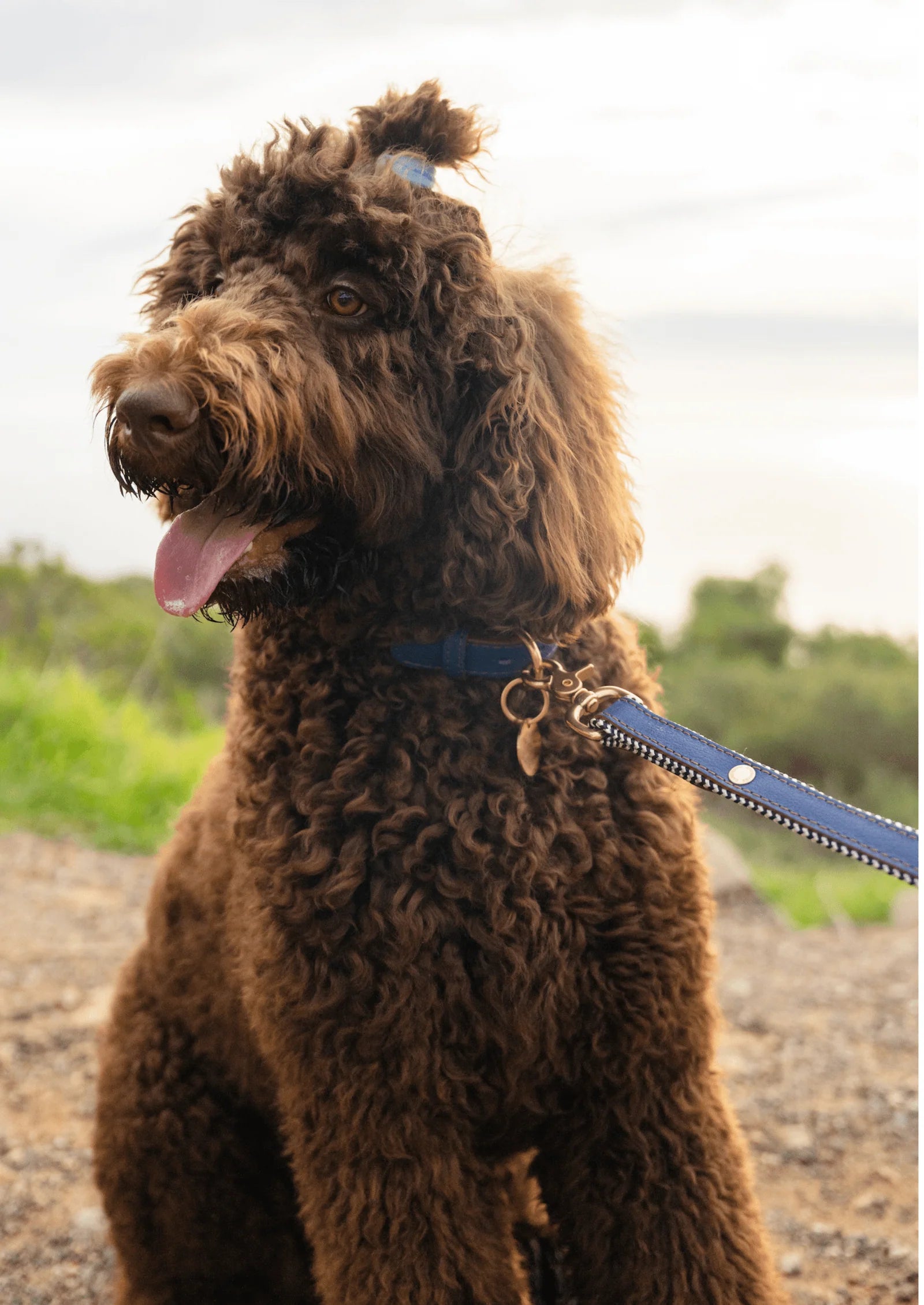 ADJUSTABLE DOG COLLAR blue snoop